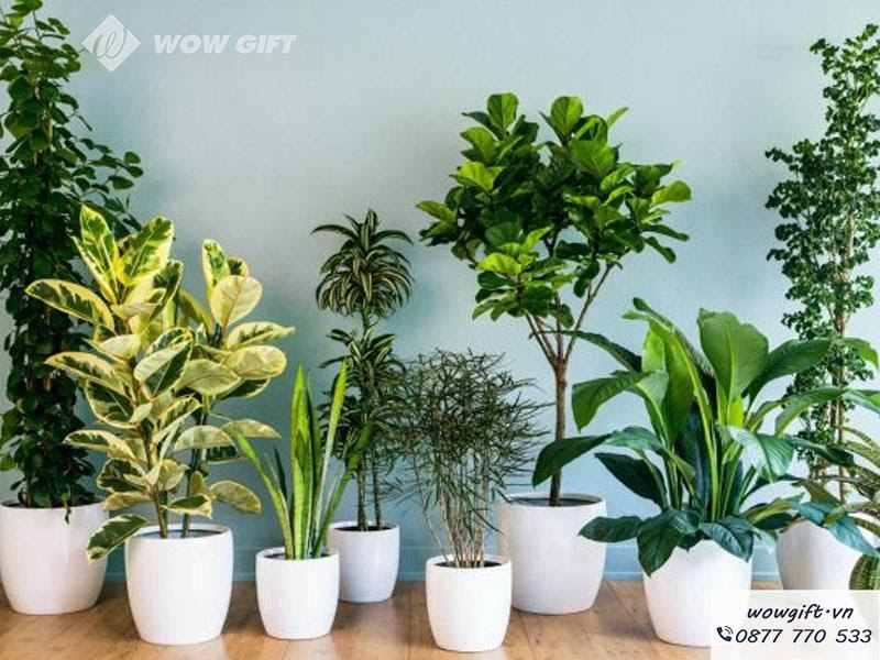 QUÀ TẶNG KHAI TRƯƠNG CÔNG TY - CÂY XANH